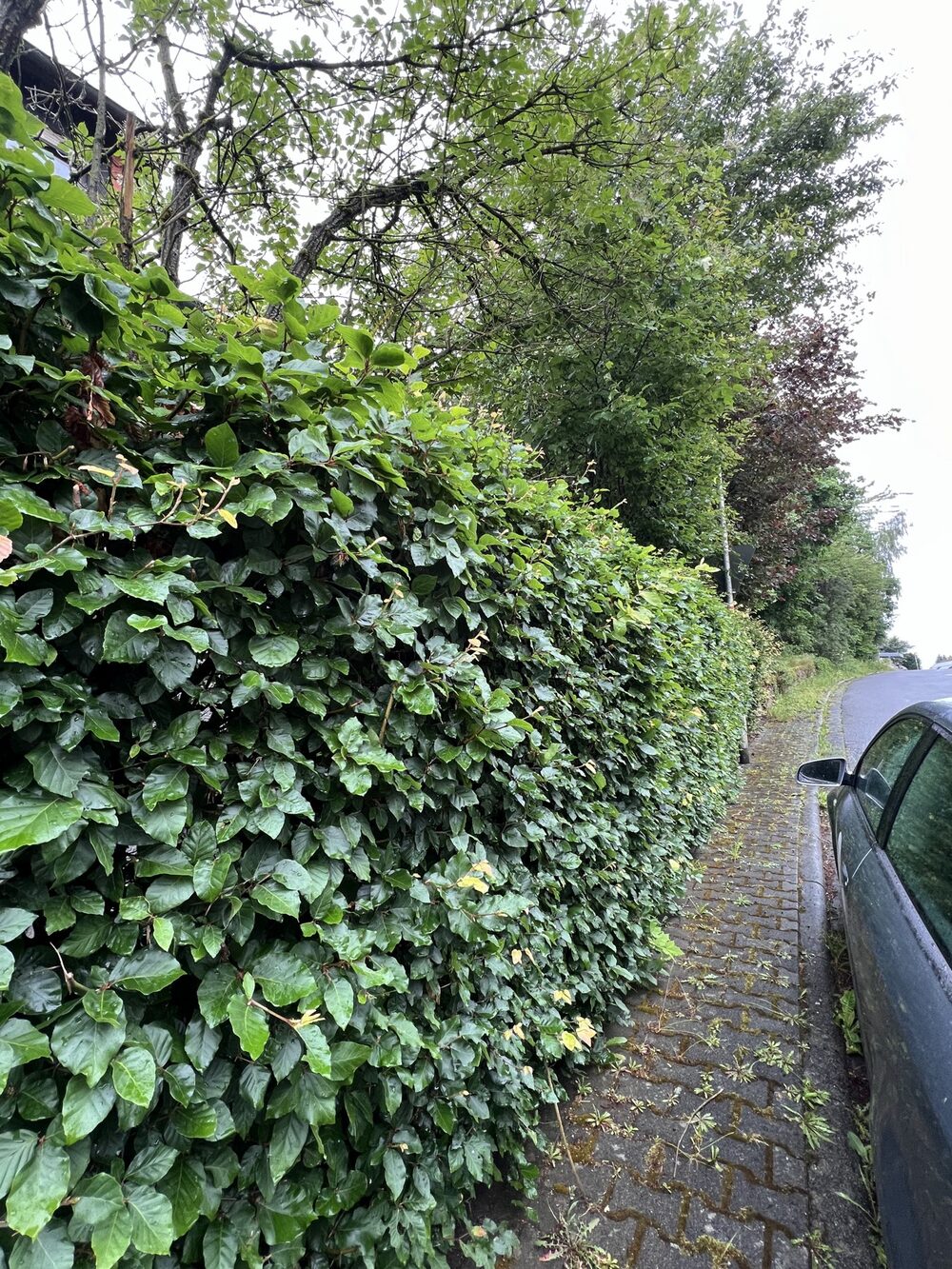 Gepflegte Hecke am Gehweg