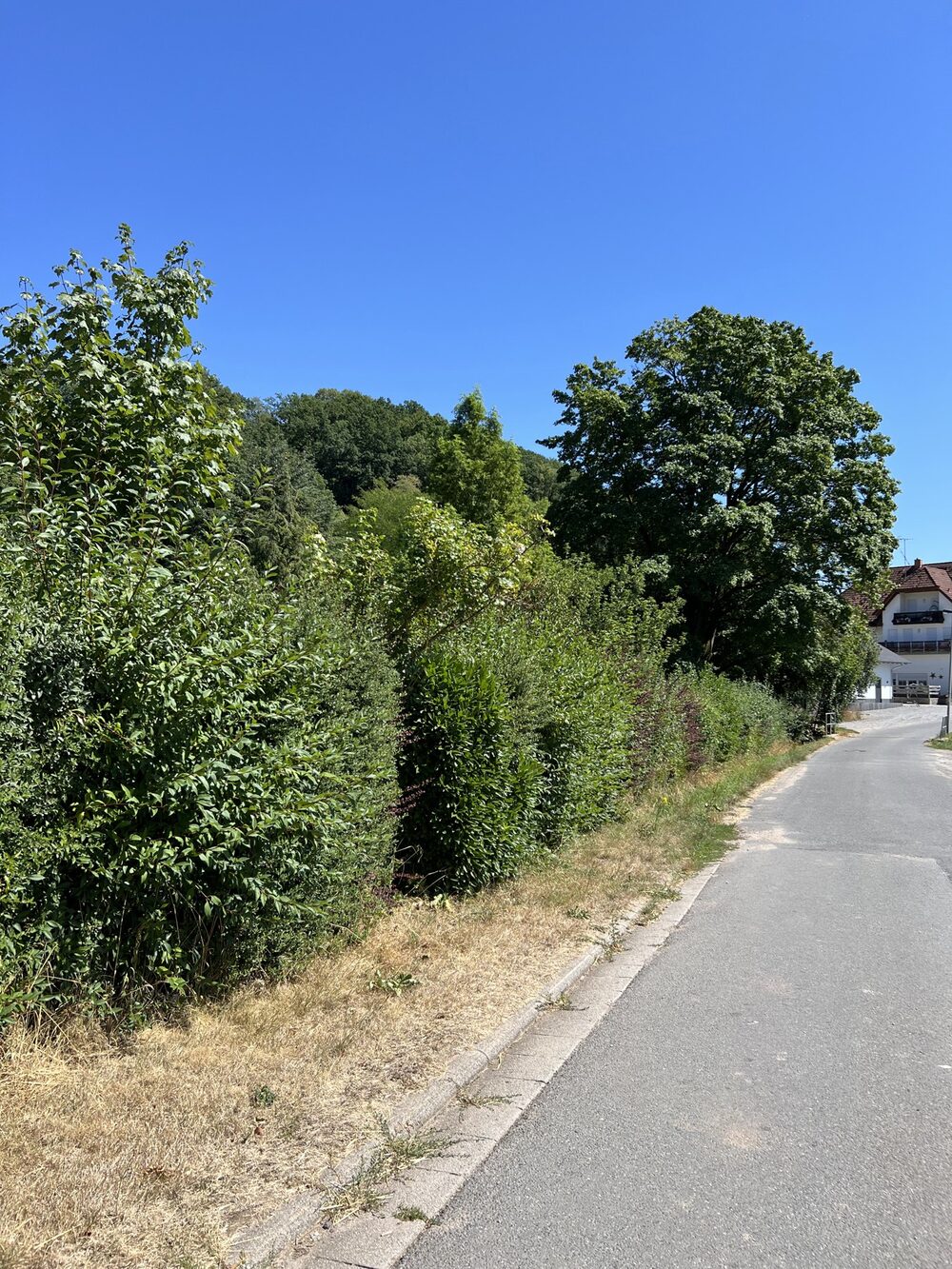 Überwachsene Hecke, die in den Gehweg ragt