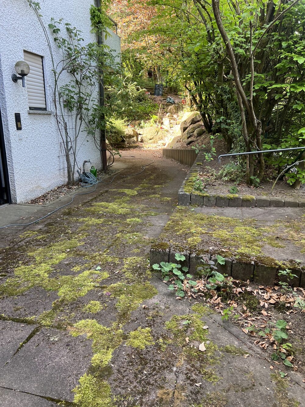 Zugewachsener, bemooster Gartenweg vor der Reinigung